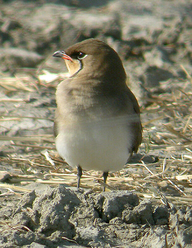 Collared Pratincole