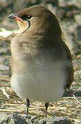 Collared Pratincole