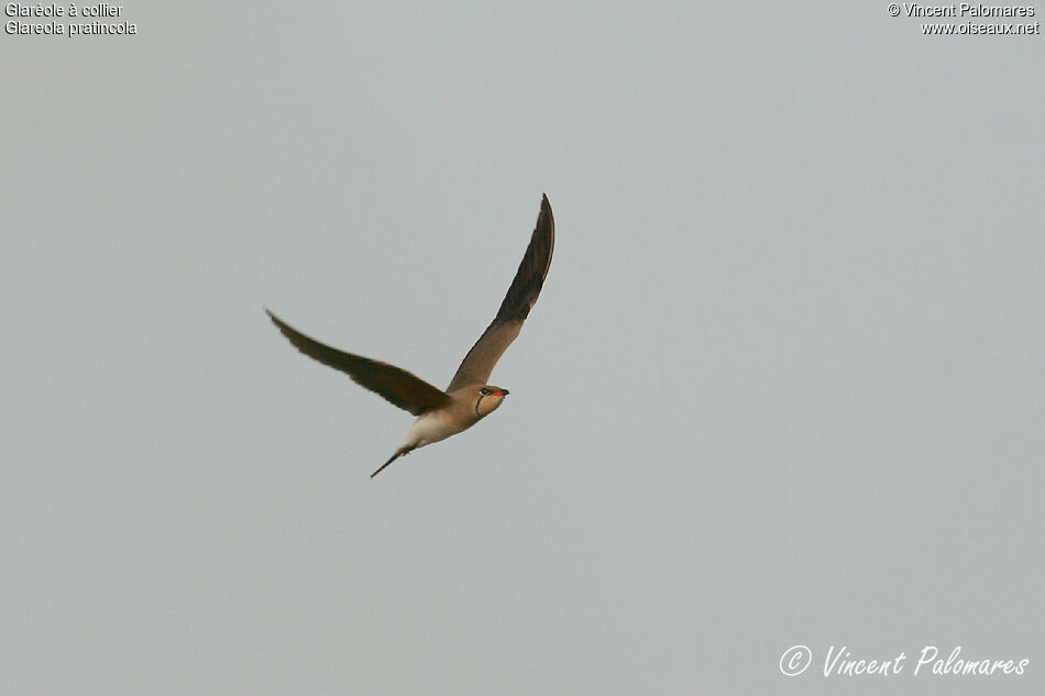 Collared Pratincoleadult, Flight