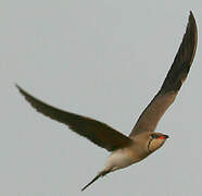 Collared Pratincole