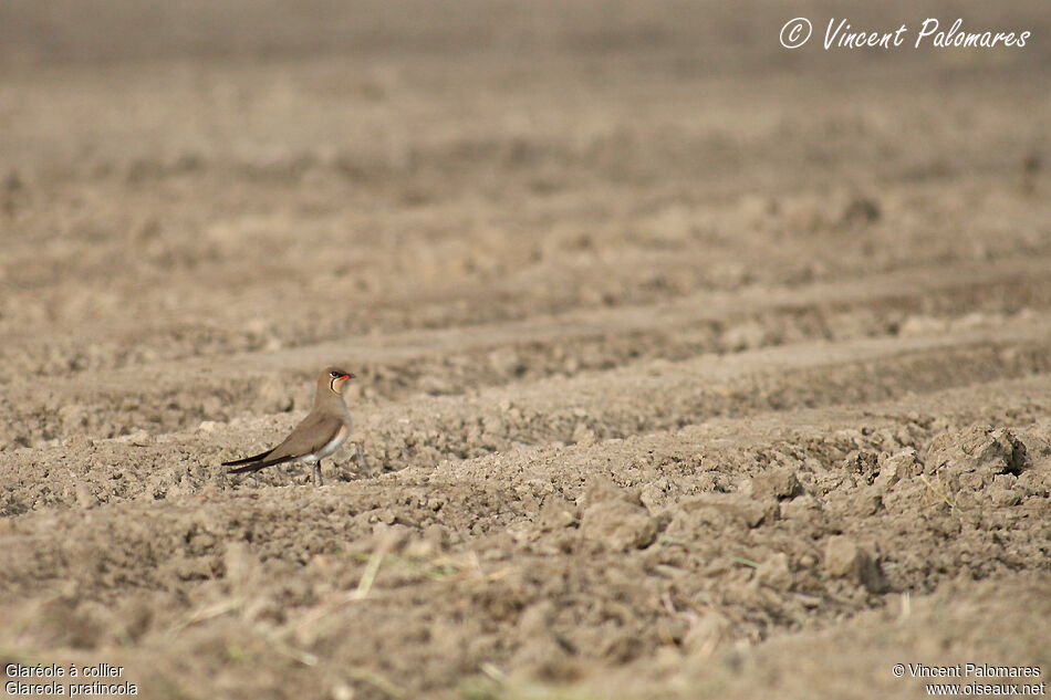 Collared Pratincoleadult