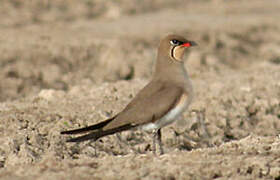 Collared Pratincole