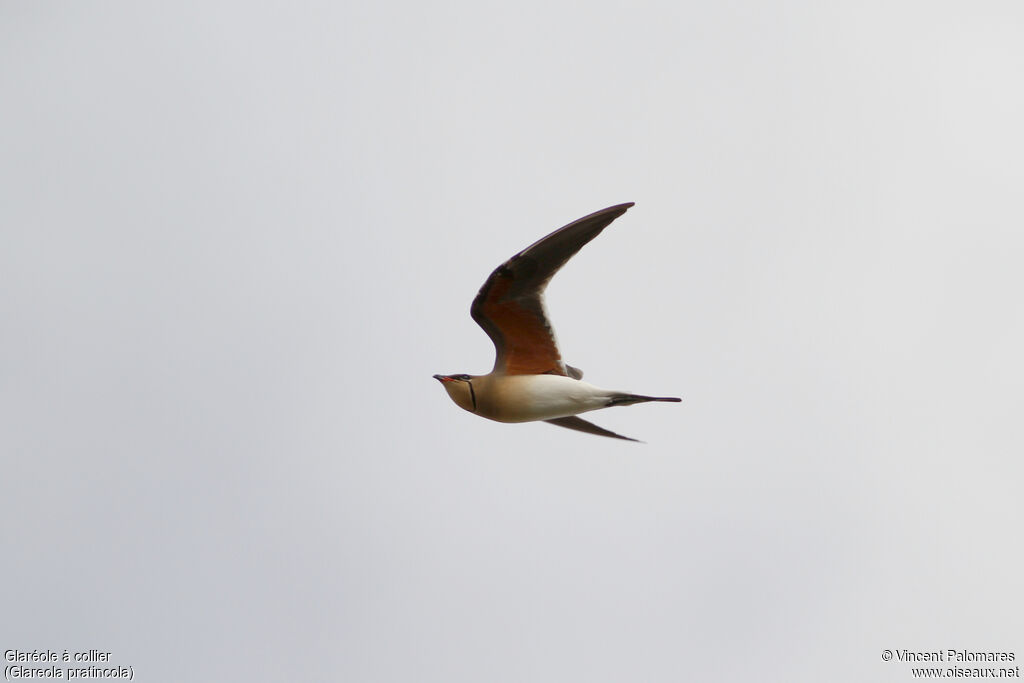 Collared Pratincoleadult, Flight