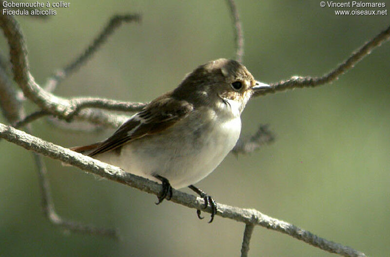 Collared Flycatcher female