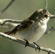 Collared Flycatcher