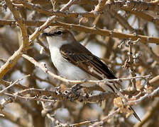 Marico Flycatcher