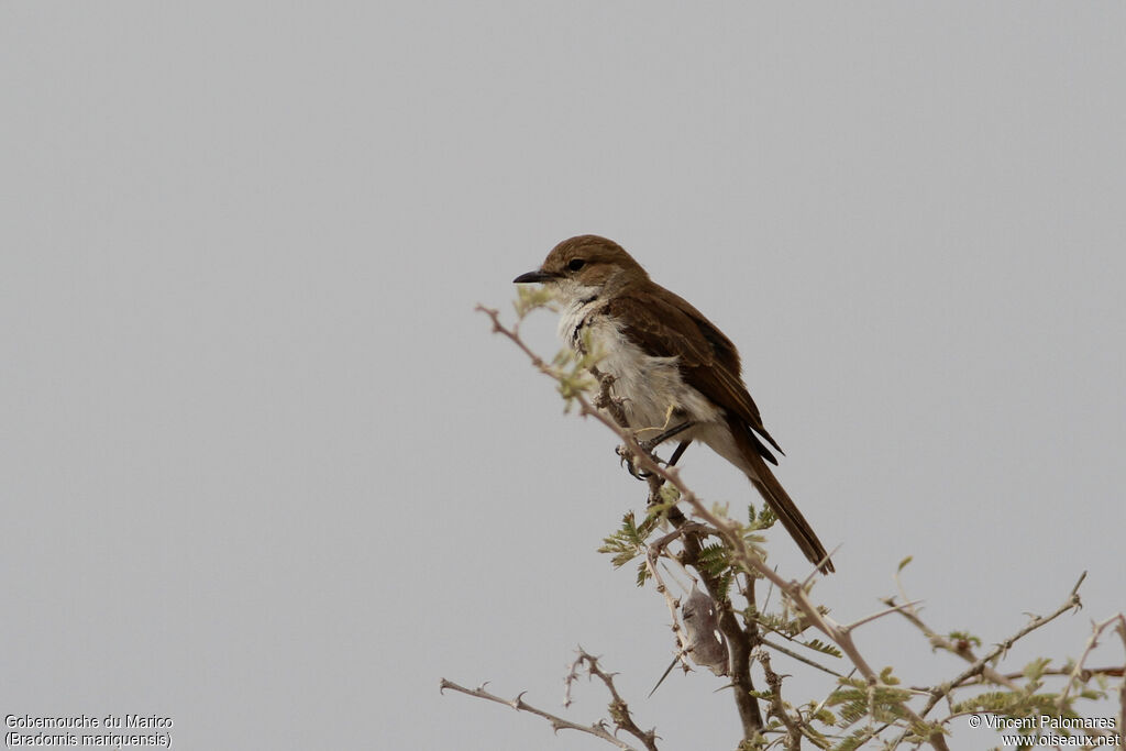 Marico Flycatcher