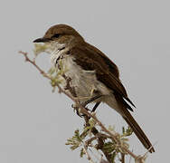 Marico Flycatcher