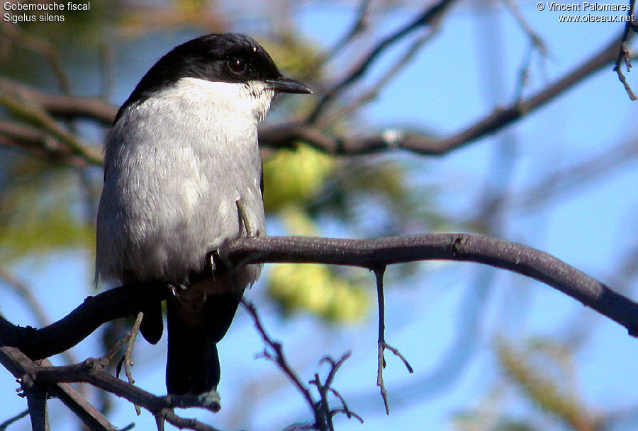 Fiscal Flycatcher