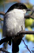 Fiscal Flycatcher