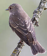 Spotted Flycatcher