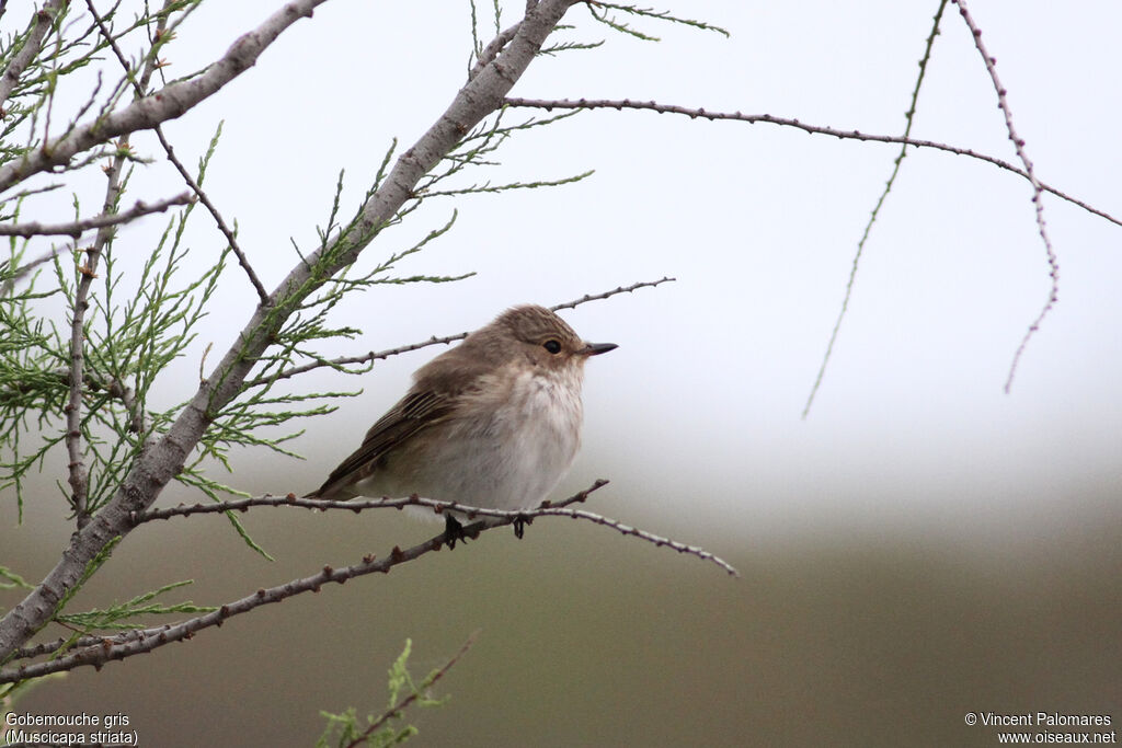 Spotted Flycatcher