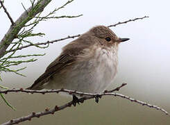 Spotted Flycatcher