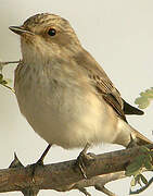 Spotted Flycatcher