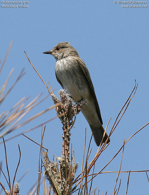 Spotted Flycatcher