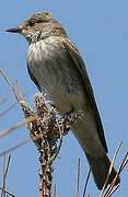 Spotted Flycatcher