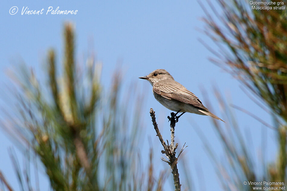 Spotted Flycatcher