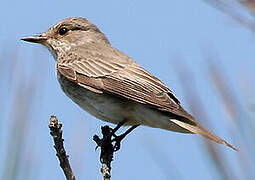 Spotted Flycatcher