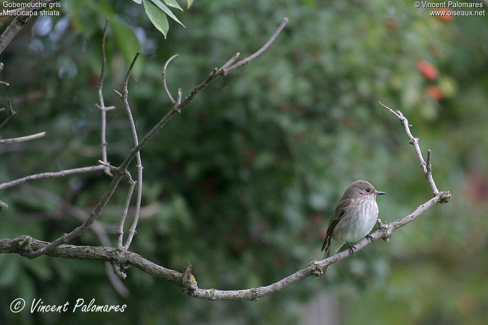 Spotted Flycatcher