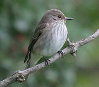 Spotted Flycatcher