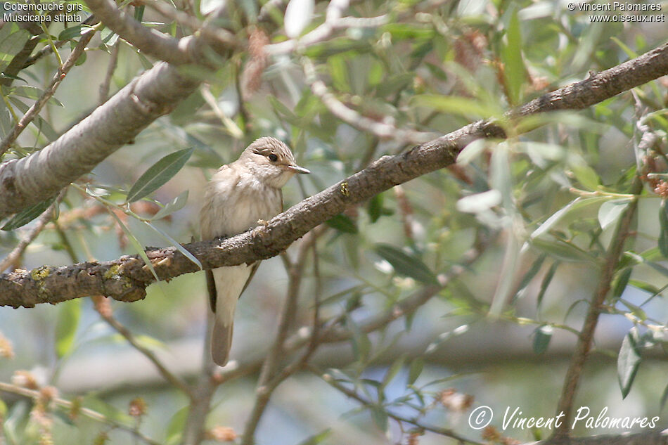 Spotted Flycatcher