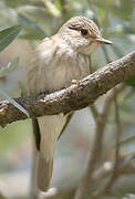 Spotted Flycatcher