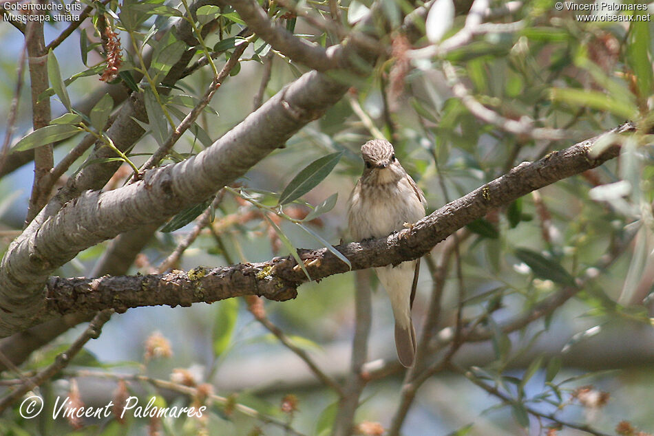 Spotted Flycatcher