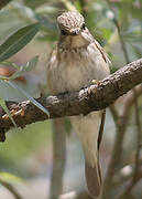 Spotted Flycatcher