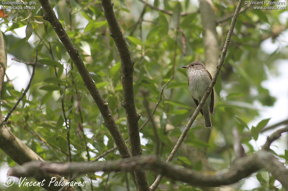 Spotted Flycatcher