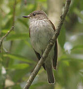 Spotted Flycatcher