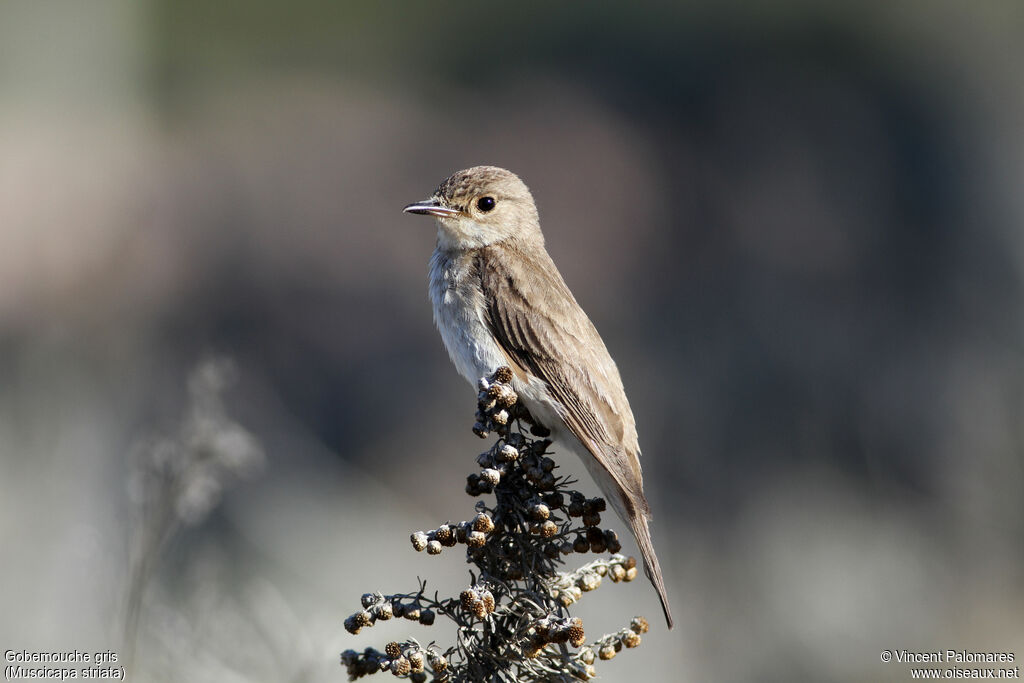 Spotted Flycatcher