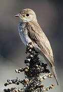 Spotted Flycatcher