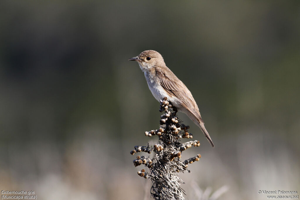 Spotted Flycatcher