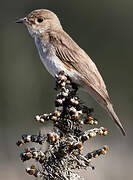 Spotted Flycatcher