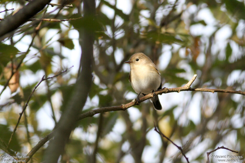 Red-breasted Flycatcher