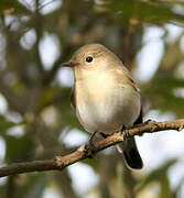 Red-breasted Flycatcher