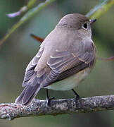 Red-breasted Flycatcher