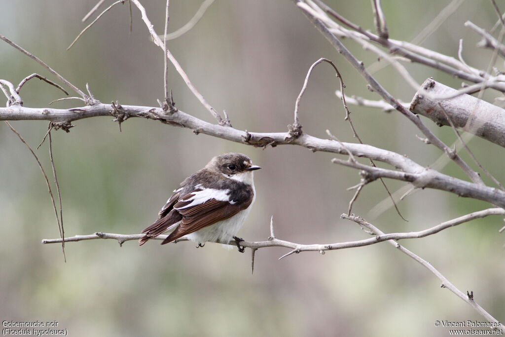 European Pied Flycatcher male