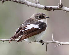 European Pied Flycatcher