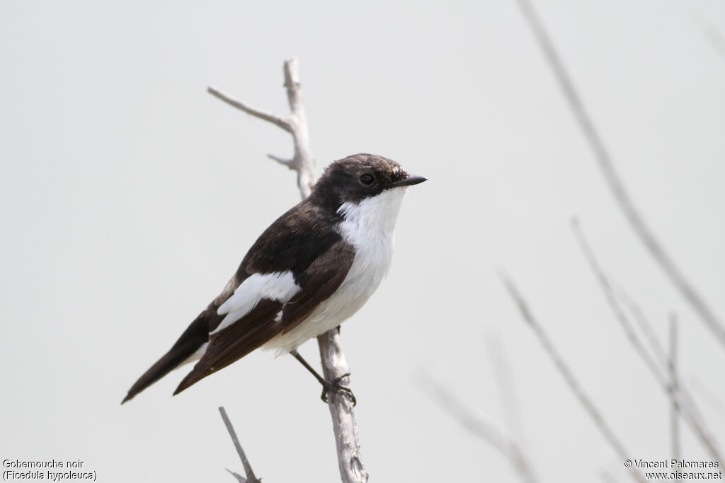 Gobemouche noir mâle