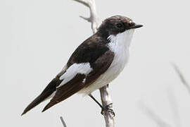 European Pied Flycatcher