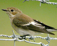 European Pied Flycatcher