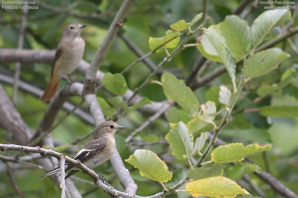 European Pied Flycatcher