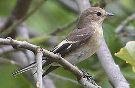 European Pied Flycatcher