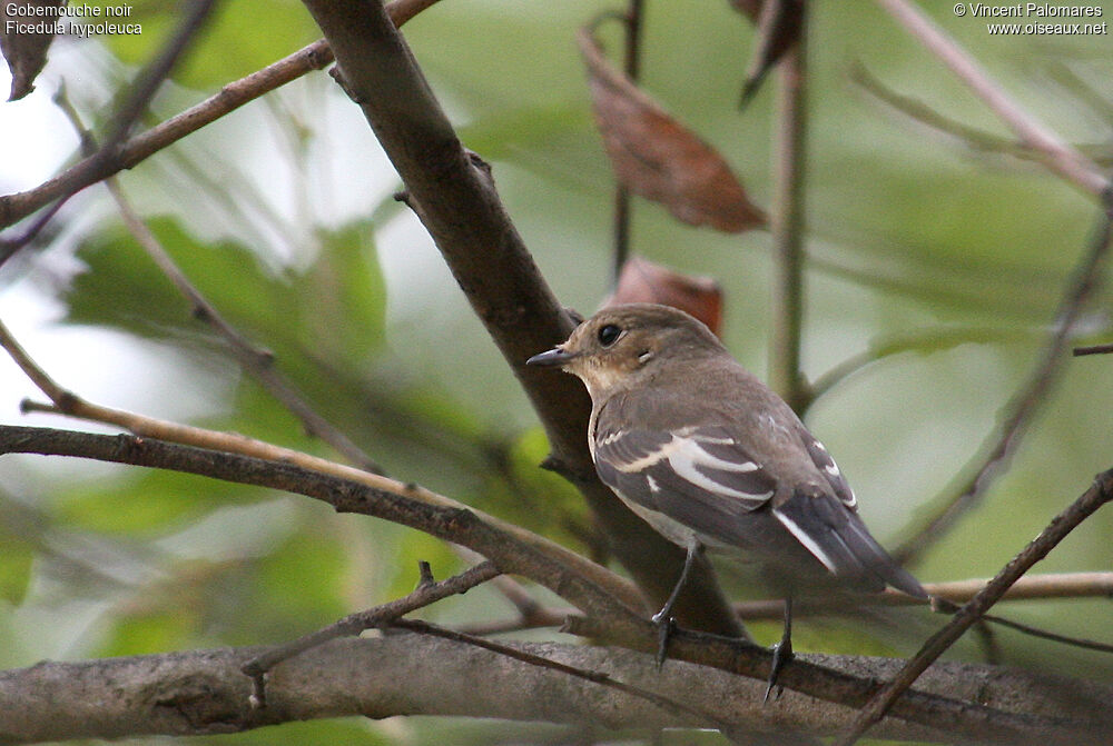 European Pied Flycatcher