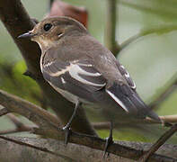 European Pied Flycatcher