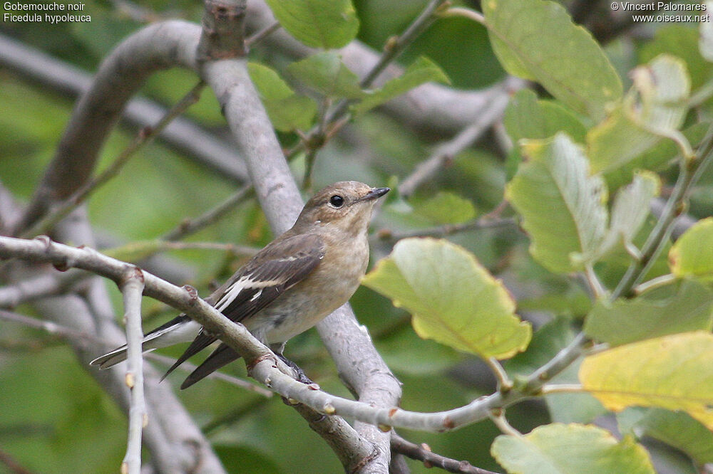 European Pied Flycatcher