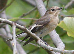 European Pied Flycatcher