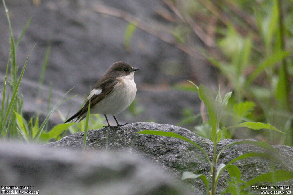 European Pied Flycatcher male