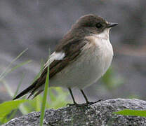 European Pied Flycatcher